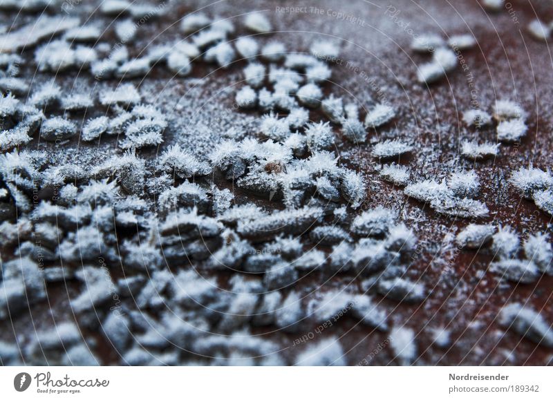 Eisasseln auf Naturchrom Getreide Leben Winter Klima Frost Wildtier Vogel Metall Stahl beobachten Fressen füttern kalt Tierliebe Mitgefühl Verantwortung