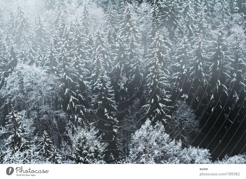 Geisterwald ruhig Winter Umwelt Natur Landschaft Pflanze Wetter Nebel Eis Frost Baum Wald authentisch dunkel kalt grau schwarz Trauer Traurigkeit Tanne