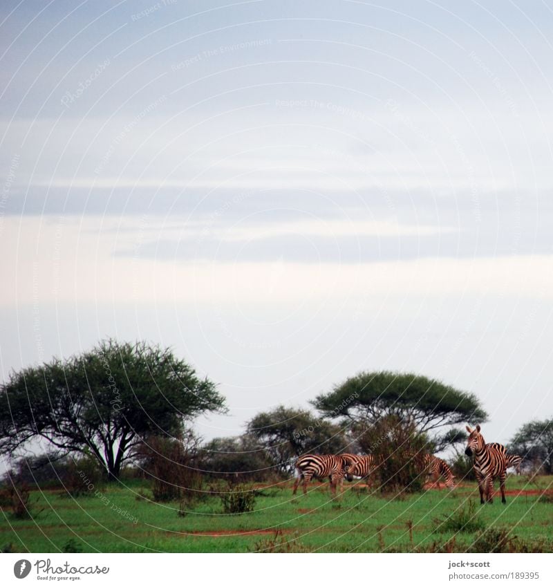 Zebragruppe Safari Himmel Baum exotisch Savanne Kenia Wildtier Tiergruppe Zusammensein Einigkeit Abenteuer Freiheit Umwelt tropisch Gedeckte Farben