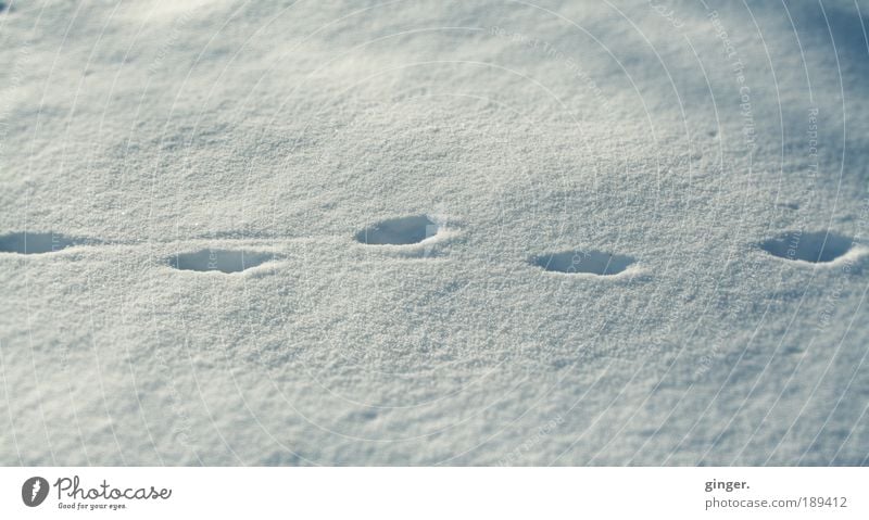 Tip Tap Umwelt Natur Winter Schnee kalt weiß grau-blau Spuren tip tap schleichen gehen hinterlassen Schatten Licht Streifen Fußabdrücke eintauchen tief versetzt