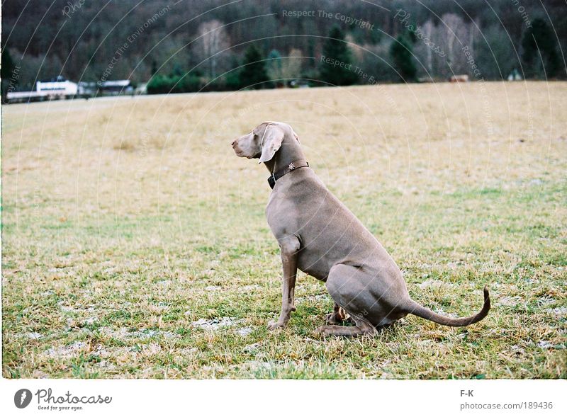 Späher elegant Jagd Tier Haustier Hund 1 beobachten Blick warten ästhetisch braun grau grün Winter Natur Landschaft Waldrand klug Wiese Spaziergang Gassi gehen