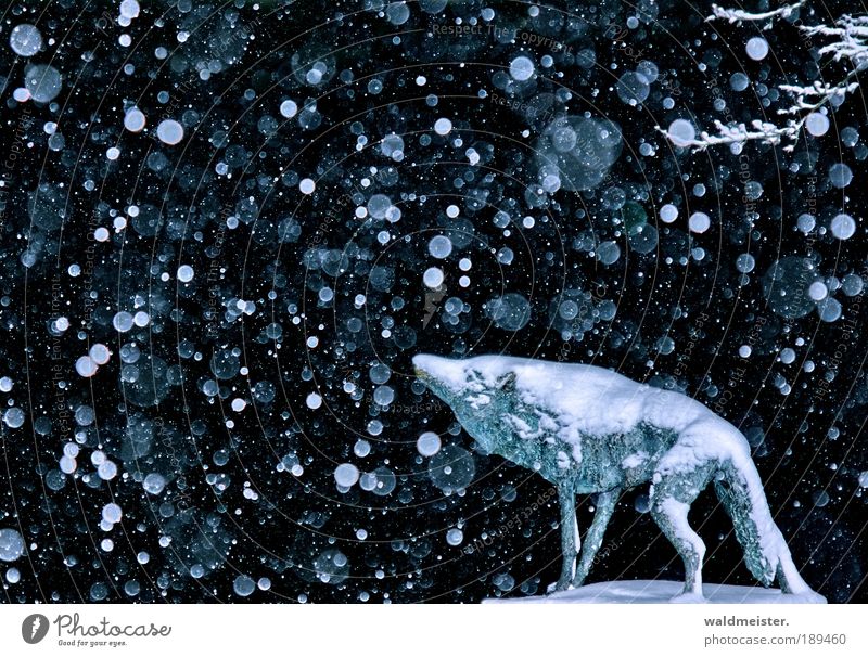 Winterwolf schlechtes Wetter Eis Frost Schnee Schneefall Tier Wolf frieren ästhetisch Kraft ruhig Abenteuer Einsamkeit Statue Bronzeskulptur Märchen weinen