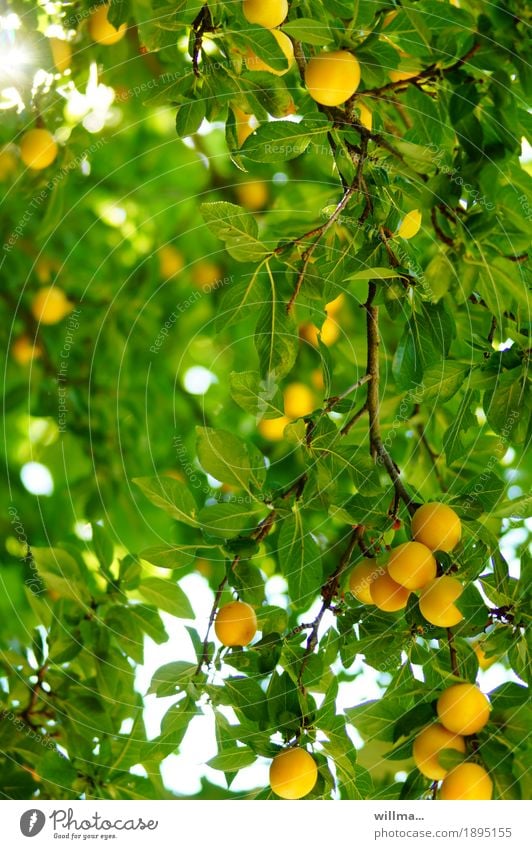 reife Mirabellen am Baum Sommer Frucht Mirabellenbaum Pflaume Vitamin Gesunde Ernährung Kalium Obstbaum gelb grün Farbfoto Außenaufnahme