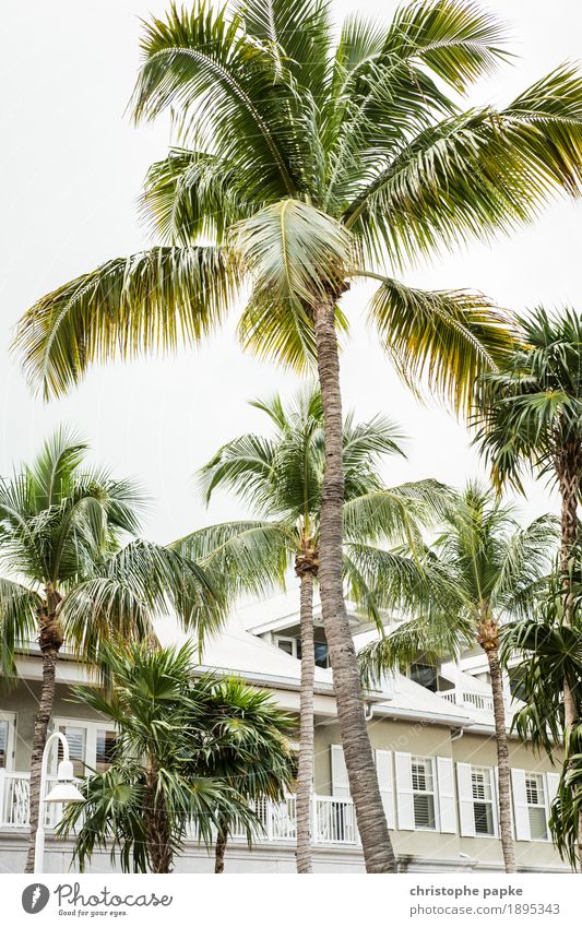 Palmen vor Haus in Key West / Florida USA Ferien & Urlaub & Reisen Sommerurlaub Tourismus Schönes Wetter Pflanze Baum Menschenleer Grünpflanze Wildpflanze
