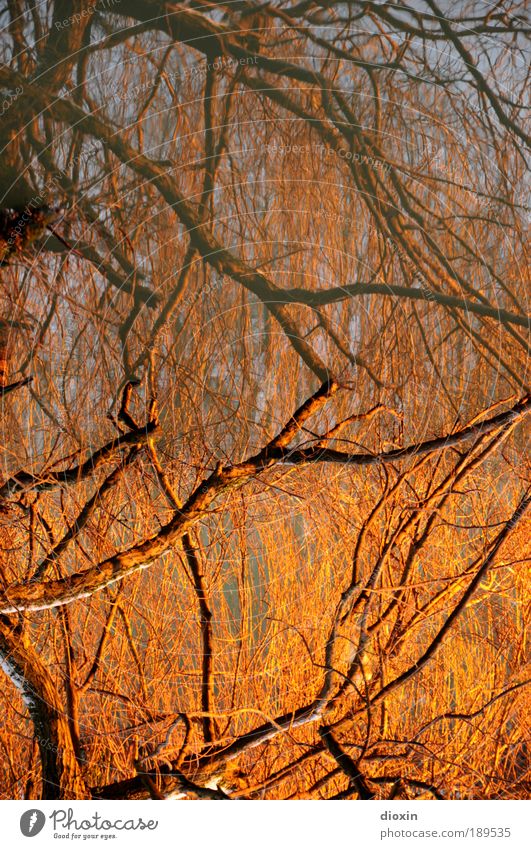 Rock for light harmonisch Wohlgefühl Zufriedenheit Erholung ruhig Wasser Sonnenlicht Winter Pflanze Baum Seeufer Flussufer Teich alt hängen leuchten nass