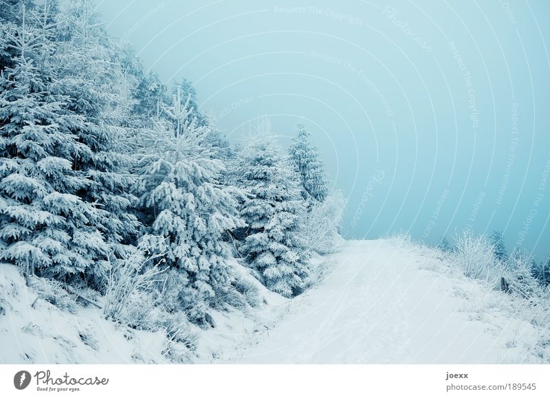 Ins Blaue hinein Natur Himmel Winter Schnee Baum Wald Wege & Pfade kalt blau Einsamkeit Erholung Ewigkeit Hoffnung Nadelwald Schneelandschaft Nebel Farbfoto