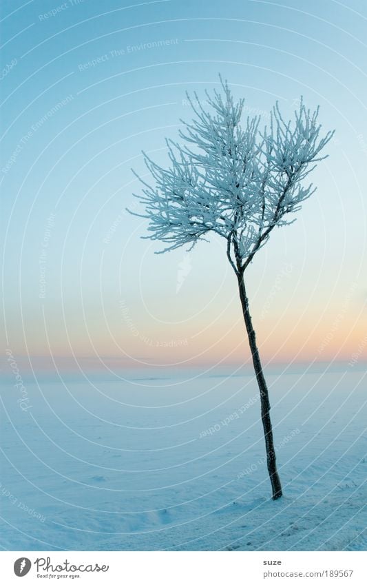 Eisprinz Umwelt Natur Landschaft Pflanze Urelemente Himmel Wolkenloser Himmel Horizont Winter Klima Nebel Frost Schnee Baum authentisch dünn hell kalt natürlich