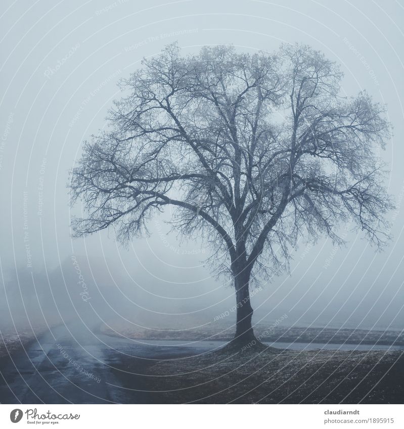 Friedhofslinde Umwelt Natur Landschaft Pflanze Winter schlechtes Wetter Nebel Eis Frost Baum Linde Feld Dorf Menschenleer Wege & Pfade dunkel gruselig kalt