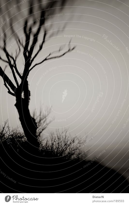 Wind Natur Pflanze Himmel Herbst Baum Inspiration Schwarzweißfoto Experiment abstrakt Textfreiraum rechts Abend Dämmerung Silhouette Gegenlicht Unschärfe
