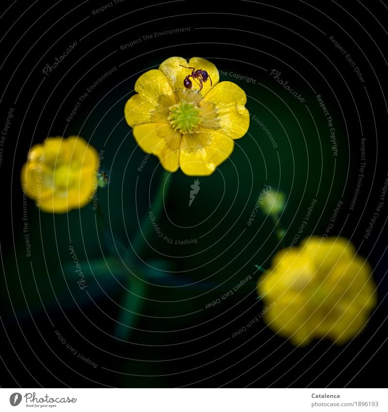Tod einer Ameise Natur Pflanze Tier Sommer Schönes Wetter Blume Hahnenfußgewächse Sumpf-Dotterblumen Wiese Blühend liegen natürlich braun gelb grün schwarz