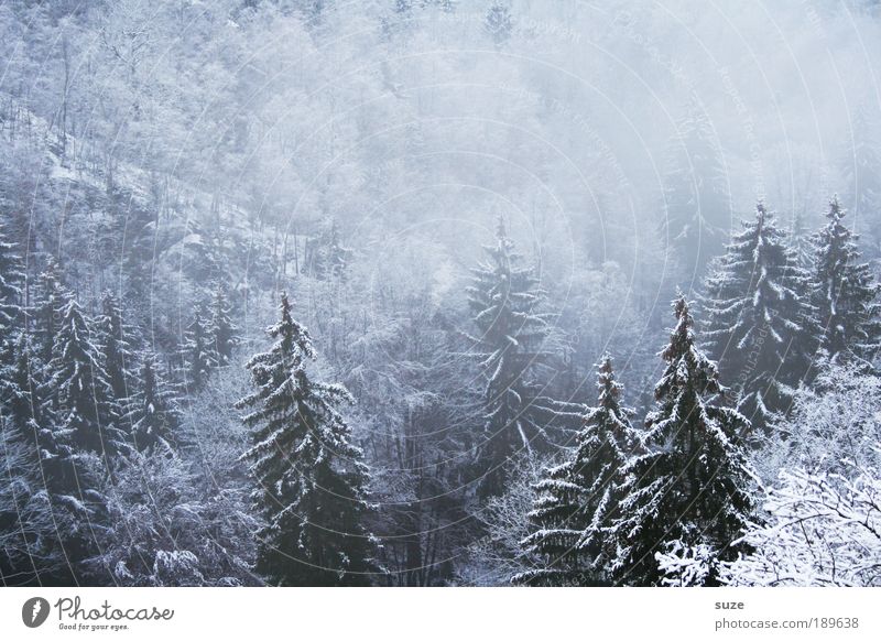 Geisterwald II Umwelt Natur Landschaft Pflanze Urelemente Winter Klima Nebel Eis Frost Schnee Baum Wald träumen authentisch dunkel kalt weiß Tanne Januar