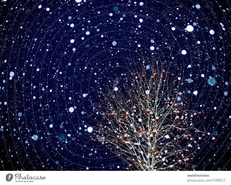 Winterstrauch Eis Frost Schnee Schneefall Baum Sträucher frieren kalt ruhig ästhetisch Farbfoto Außenaufnahme Abend Nacht Blitzlichtaufnahme