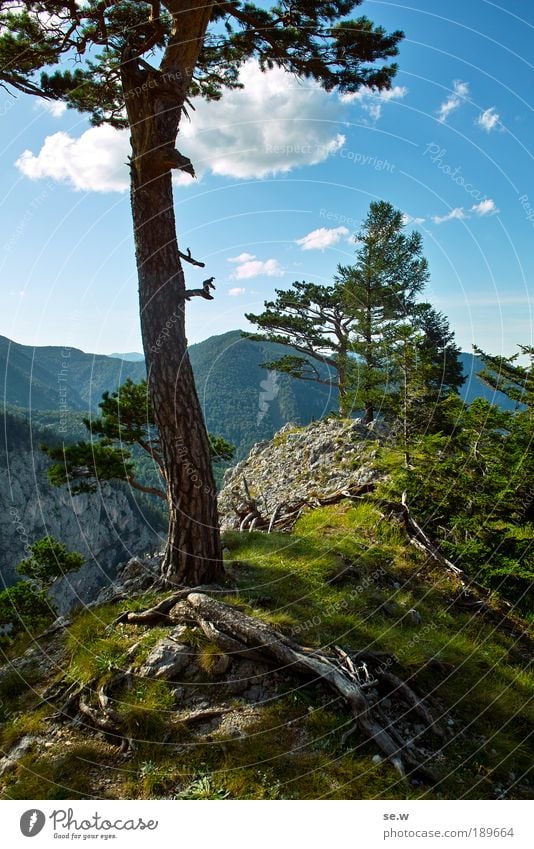Rax'n'Roll Natur Sommer Schönes Wetter Baum Gras Moos Alpen Erholung Duft frei Kitsch schön blau grün Frühlingsgefühle Zufriedenheit Einsamkeit