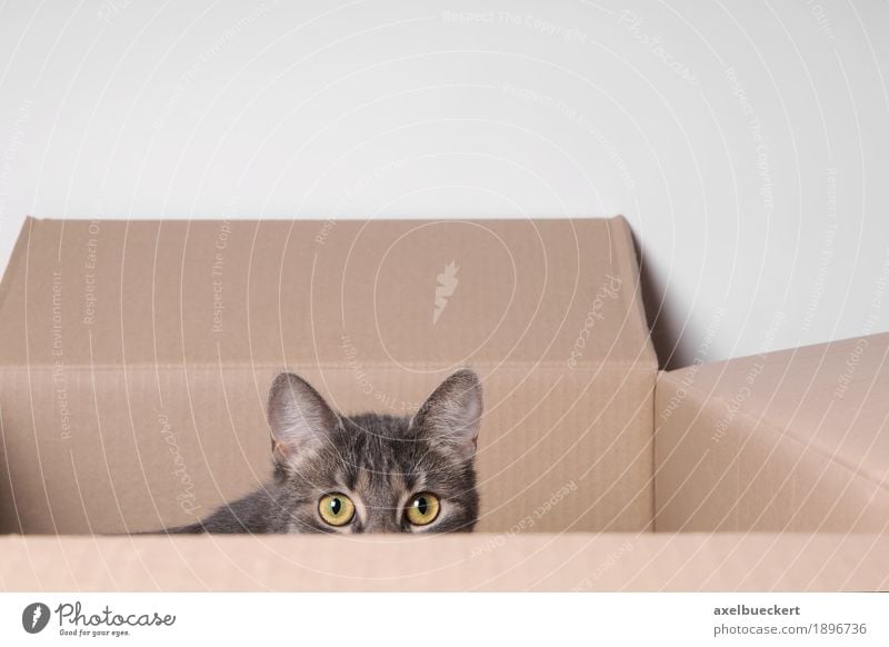 Katze im Karton Tier Haustier Tiergesicht 1 Tierjunges beobachten Spielen Auge Pappschachtel Versteck verstecken Angst Blick Überwachung Hauskatze grau Neugier