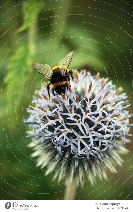 ° Ferien & Urlaub & Reisen Ausflug Umwelt Natur Pflanze Sommer Tier Wildtier Biene Flügel 1 berühren entdecken krabbeln natürlich wild anstrengen