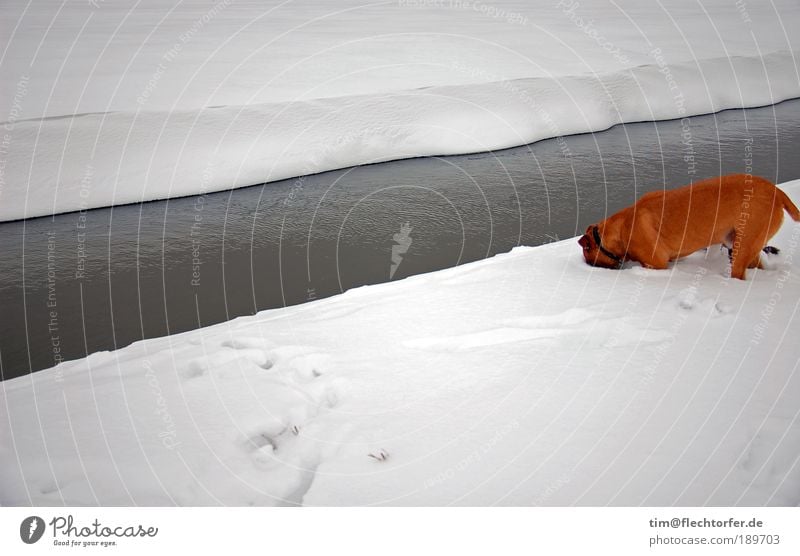Die Nadel im Heuhaufen Winter Schnee Wasser Eis Frost Küste Fluss Kontrast Haustier Hund graben 1 Tier Duft entdecken einfach fest Flüssigkeit frei hell kalt