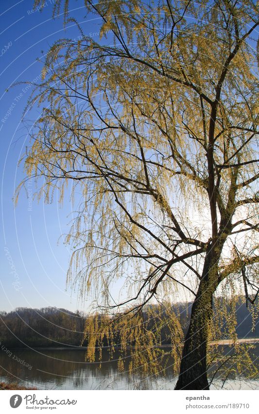 Weidenbaum Umwelt Natur Landschaft Pflanze Himmel Wolkenloser Himmel Sonnenlicht Frühling Schönes Wetter Baum Blatt Grünpflanze Park Fluss Blühend ästhetisch