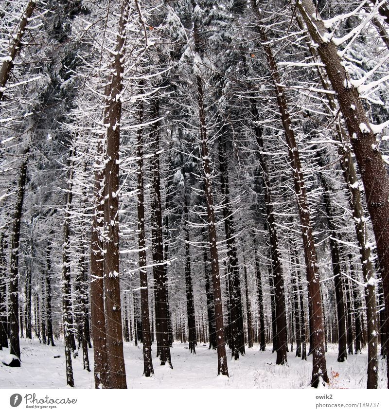 Winter kompakt Umwelt Natur Landschaft Pflanze Eis Frost Schnee Baum Nadelwald Nadelbaum Holz Baumstamm Wald Erzgebirge Deutschland Sachsen frieren stehen fest