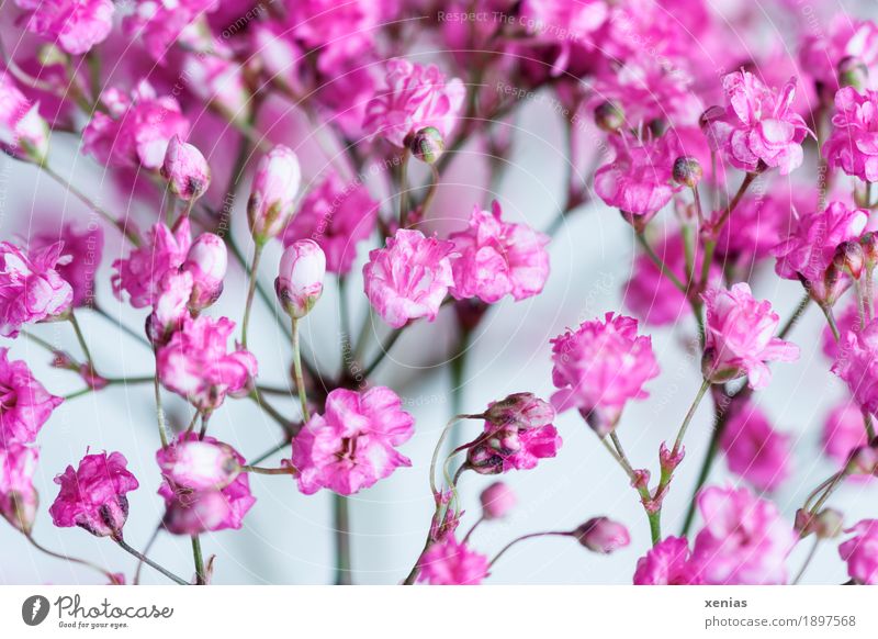 Rosa Schleierkraut vor weißem Hintergrund Gipskraut Pflanze Frühling Blume Blüte Rispenbusch Gysophila paniculata Garten Blumenstrauß klein rosa Freude