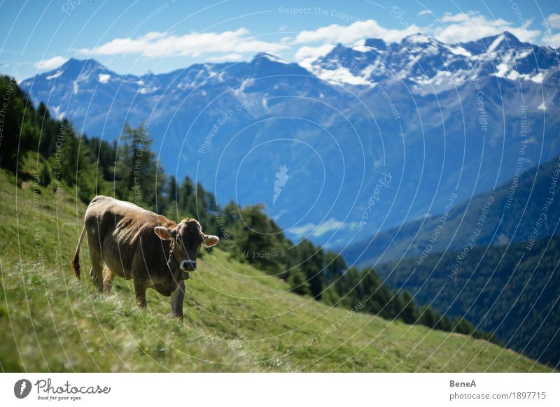 Cow in the alps Sommer Natur Erholung Idylle Kitsch Umwelt Ferien & Urlaub & Reisen alpin Blauer Himmel Italien Schweiz Alpen Alm Tier Kuh Fressen Gras