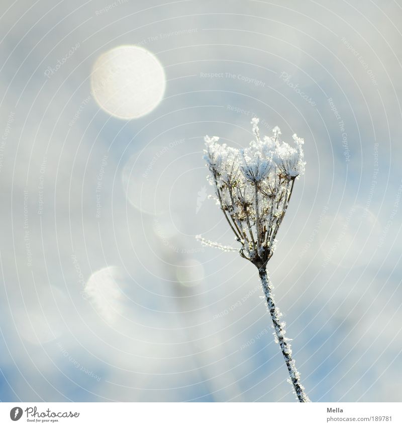 Weiterhin kalt Umwelt Natur Pflanze Sonnenlicht Winter Klima Klimawandel Wetter Eis Frost Schnee Gras Blüte frieren glänzend natürlich weiß Stimmung Eiskristall