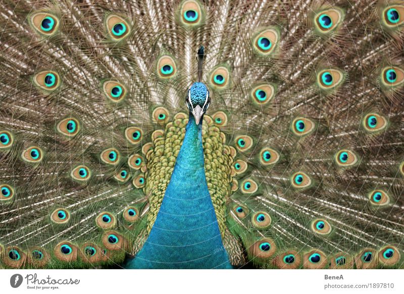 A peacock displaying and looking into the camera Natur ästhetisch exotisch Leidenschaft Mittelpunkt Tier Vogel blau Pfau Pfauenfeder Feder Muster Brunft grün
