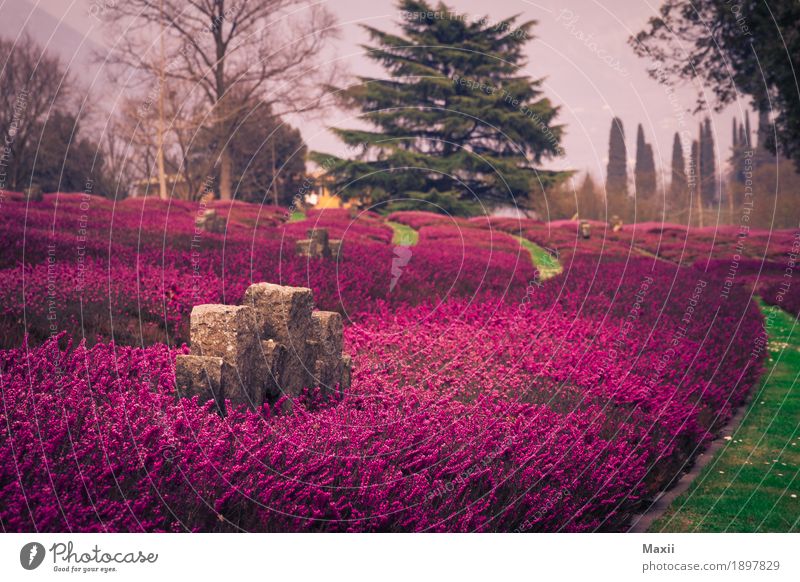 Friedhof, Lavendel, Italien, Gedenkstätte Weitwinkel Starke Tiefenschärfe Kontrast Silhouette Außenaufnahme mehrfarbig Farbfoto Abenteuer Natur Umwelt