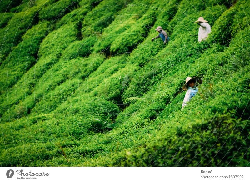 Pflücker arbeiten in einer Tee Plantage in Malaysia Mensch Arbeit & Erwerbstätigkeit nachhaltig Natur Tradition Umwelt Asien Landwirt Sträucher Ernte