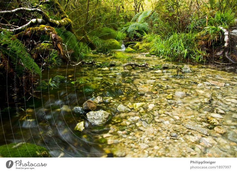 Kleiner Bach in Neuseelands Regenwäldern II Umwelt Natur Landschaft Pflanze Wasser Sommer Herbst Klima Baum Gras Sträucher Moos Farn Blatt Grünpflanze