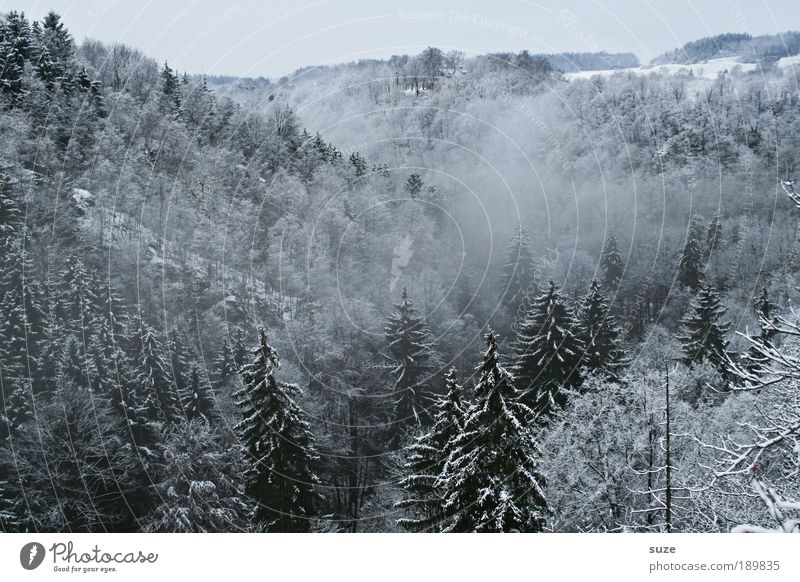Geisterwald III Umwelt Natur Landschaft Pflanze Urelemente Luft Himmel Wolkenloser Himmel Winter Klima Wetter Nebel Eis Frost Schnee Baum Wald dunkel gruselig