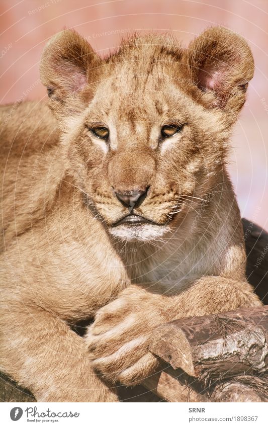 Porträt des jungen Löwen Tier Wildtier Katze Pfote 1 wild Raubkatze Löwin Löwenjunges junger Löwe Welpe Vorfuß Vorderbein Vorderpfote Säugetier Maul