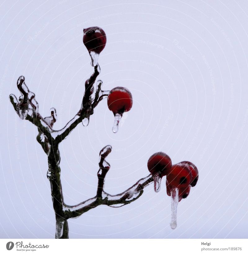 Apfeleis... Umwelt Natur Pflanze Himmel Winter Klima Eis Frost Baum Zweig Ast frieren hängen ästhetisch außergewöhnlich dunkel schön kalt klein natürlich braun