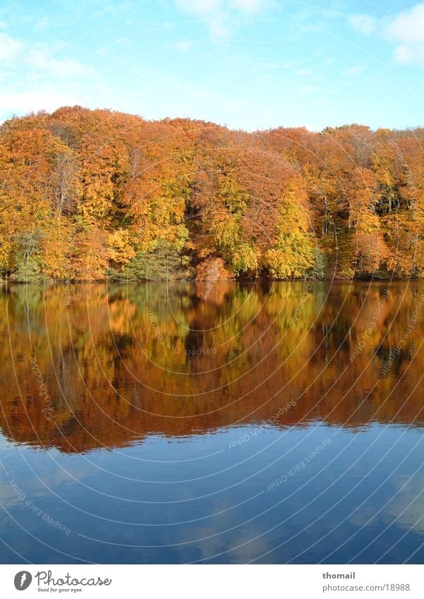 Herbstwald am See Blatt Wald Reflexion & Spiegelung mehrfarbig frisch Wasser abstrakt Farbe Spaziergang