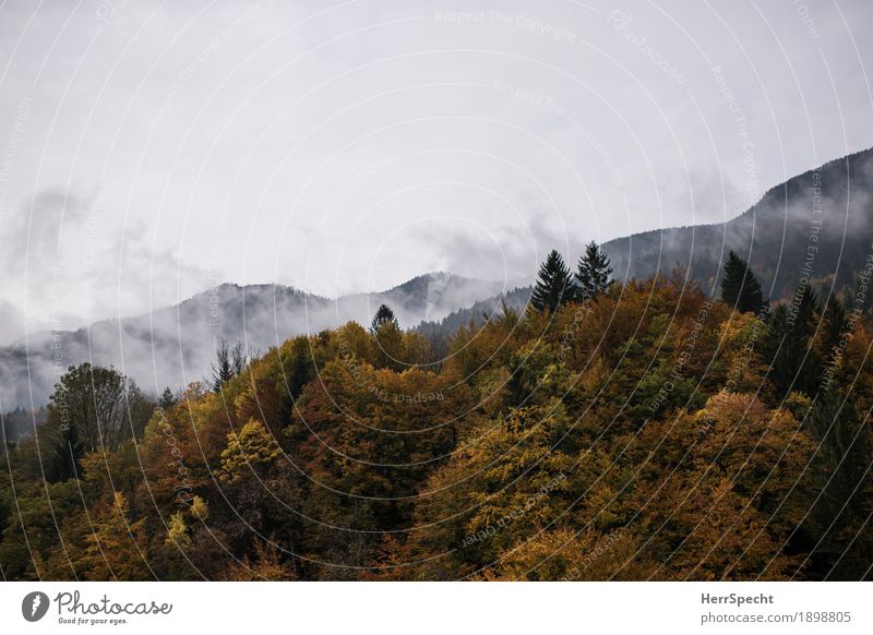 Berg | Wald | Nebel Umwelt Natur Landschaft Herbst Alpen Berge u. Gebirge Gipfel ästhetisch kalt grau grün Nebelstimmung Bergwald Nebelbank Stimmung Farbfoto