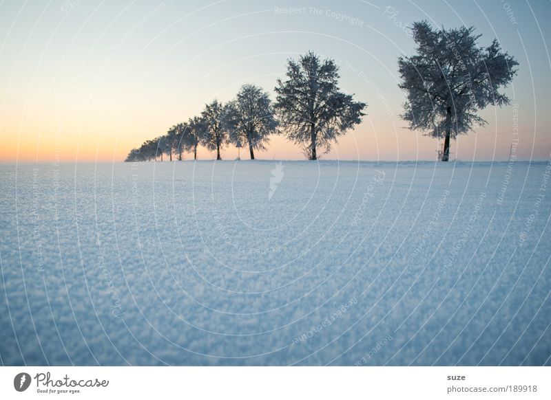 Baum in Folge Umwelt Natur Landschaft Pflanze Urelemente Luft Himmel Wolkenloser Himmel Horizont Winter Klima Wetter Nebel Eis Frost Schnee Wege & Pfade
