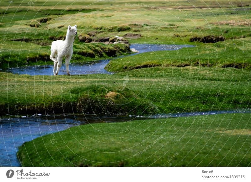 Baby Alpaka steht in grüner Wiesen Landschaft an Bach Natur Idylle Umwelt Anden Tier Bolivien Neugier Gras Grasland Einsamkeit einzeln Blick stehen kratzen