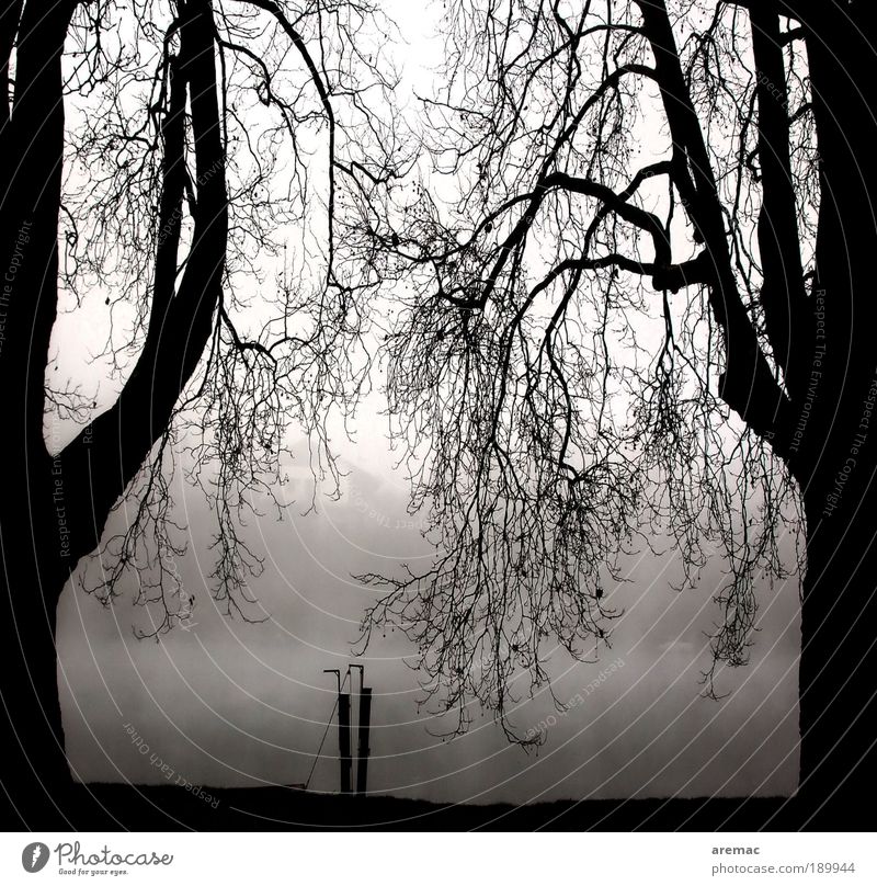 Ruhephase Natur Landschaft Pflanze Herbst Winter schlechtes Wetter Nebel Baum Flussufer Rhein schwarz weiß ruhig Ast Zweig Schwarzweißfoto Außenaufnahme