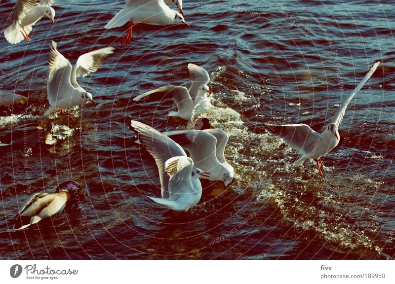 flugverkehr Umwelt Wasser Schönes Wetter See Tier Vogel Flügel Möwe Tiergruppe fliegen Neid Gier Ungerechtigkeit Farbfoto Außenaufnahme Licht Kontrast