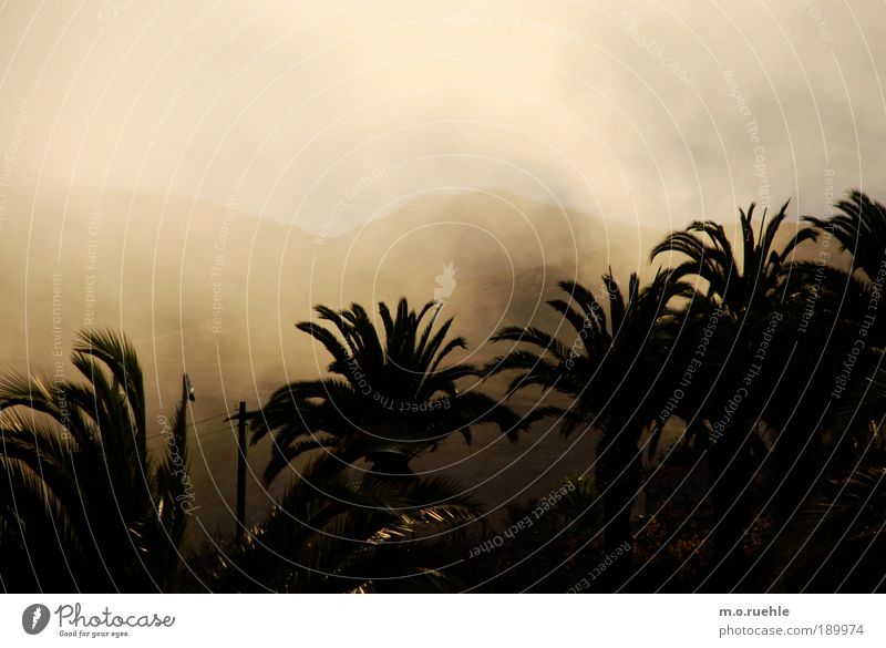 Wolkland Grünpflanze exotisch Palmenwedel Hügel Insel Gomera Kanaren Klima Nebel Nebelschleier Nebelbank Wolkenfeld gold Goldschimmer Fühlland Sehnsucht Fernweh