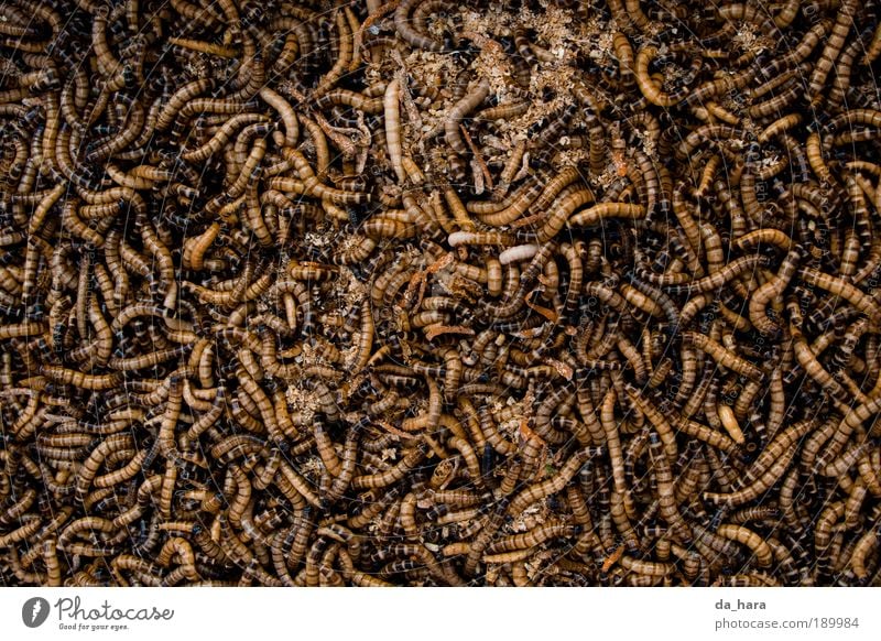 Würmerhaufen Wurm Tiergruppe Brunft Bewegung krabbeln dreckig dunkel Ekel hässlich klein braun gold schwarz chaotisch Tod China Insekt Shanghai Farbfoto