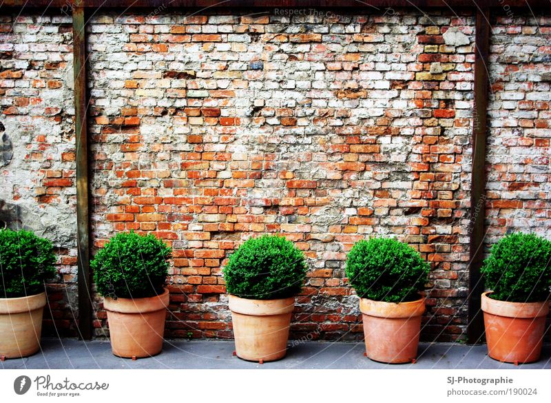 Hinterhof in Berlin Pflanze Blatt Grünpflanze Menschenleer Ruine Mauer Wand Stein Beton bauen außergewöhnlich dreckig braun grau grün schwarz weiß Blumentopf