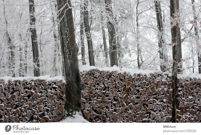 vorher/nachher Winter Schnee Garten Gartenarbeit Forstwirtschaft Förster Forstwald Wald Holz Brennholz Pflanze Wasser schlechtes Wetter Eis Frost Baum Sträucher