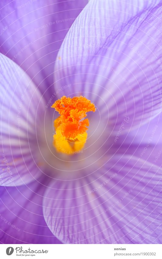 Makoraufnahme: gelber Blütenstempel im violetten Krokus krokus Frühling Blume Krokusse Schwertliliengewächs orange Stempel Detailaufnahme Makroaufnahme