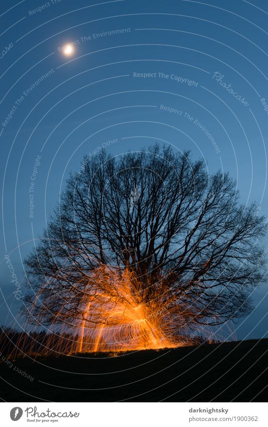 Fire Tree exotisch harmonisch Meditation Halloween Silvester u. Neujahr Natur Landschaft Pflanze Urelemente Feuer Luft Himmel Mond Winter Baum außergewöhnlich