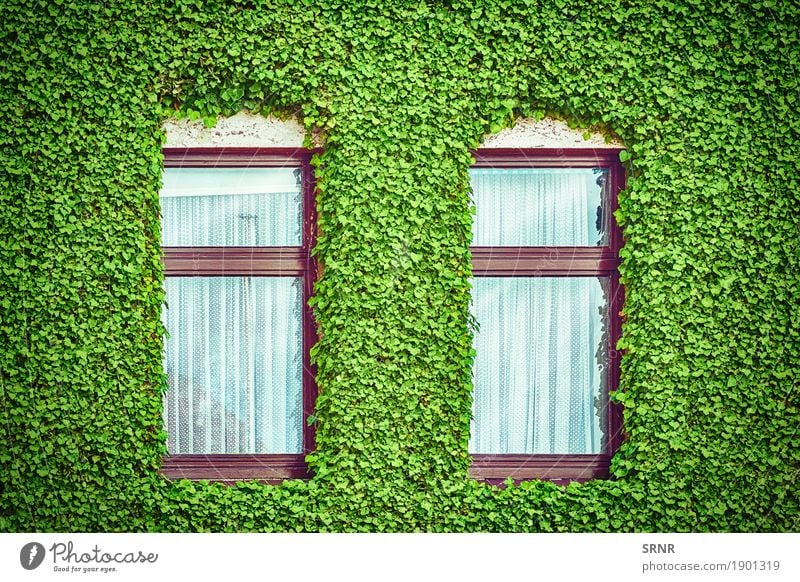 Windows unter Efeu Wohnung Haus Pflanze Gebäude Architektur Fassade grün Domizil Unterkunft Appartements Hinterlegung Quartier heimwärts Wohnen wohnbedingt