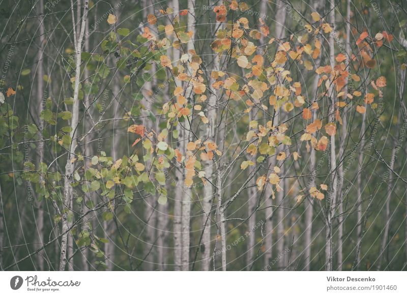 Herbstlaub auf den dünnen Bäumen Design schön Kunst Umwelt Natur Landschaft Pflanze Baum Blatt Park Wald alt hell natürlich gelb gold rot Farbe fallen