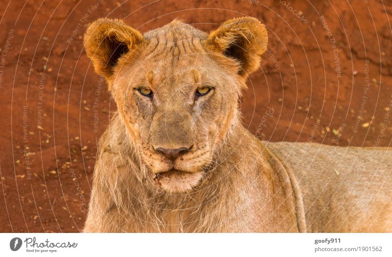 Böse Blick!!! Umwelt Natur Erde Sand Frühling Sommer Herbst Wüste Afrika Tier Wildtier Tiergesicht Fell Löwe Löwenkopf 1 Stein beobachten Erholung liegen