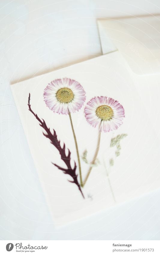 Gänseblümchen Grußkarte Lifestyle elegant Stil Design ästhetisch schön gepresst Blume Blumenstrauß Schreibpapier Postkarte Spielkarte Brief altmodisch Blüte