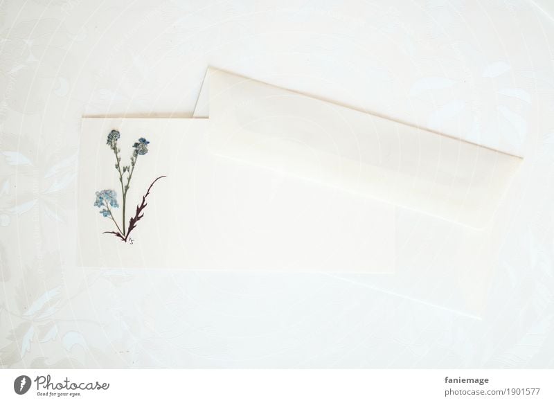 Blumengruß I Schreibwaren Papier ästhetisch hell schön gepresst Postkarte Spielkarte selbstgemacht gebastelt Kreativität Frühling Gruß fein Kunst Briefumschlag