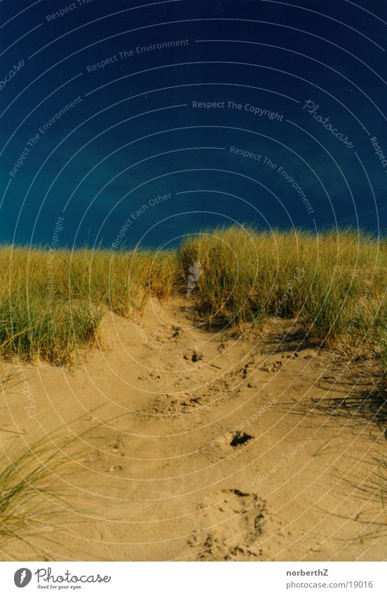 Düne Niederlande Strand Gras blau Stranddüne Sand Himmel